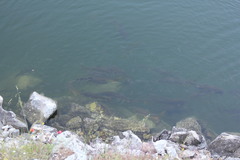 Luciobarbus sclateri