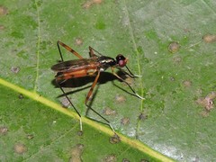 Rainieria