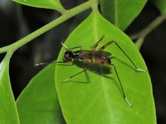 Rainieria