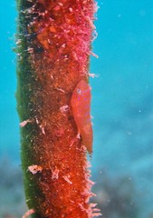 Cochleoceps orientalis