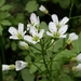 Large Bittercress - Photo (c) audulinka, some rights reserved (CC BY-NC), uploaded by audulinka