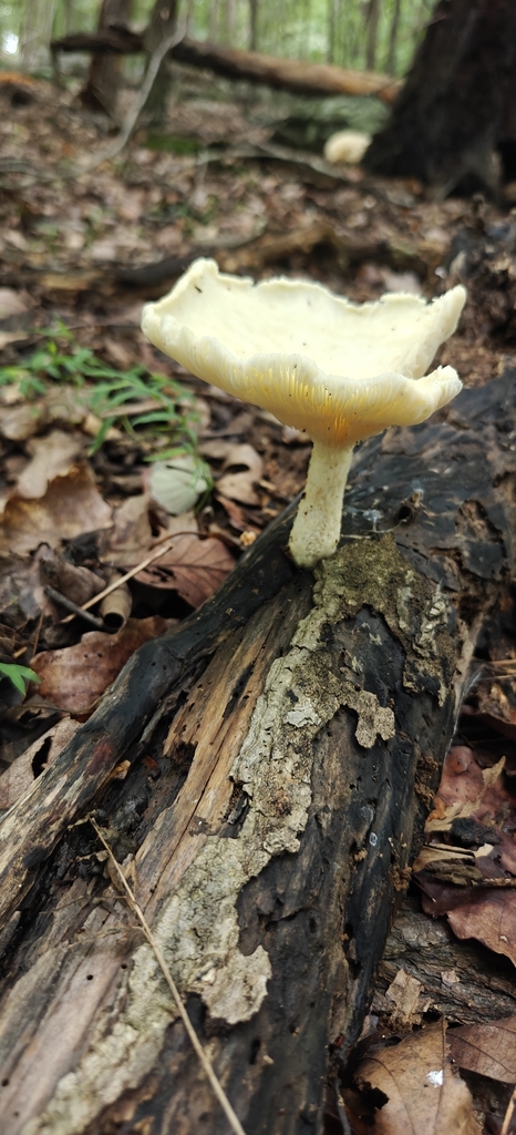 Lynx Paw Oyster · August 2026 · photo: Photo: (c) Mark Jones, some rights reserved (CC BY) · iNaturalist