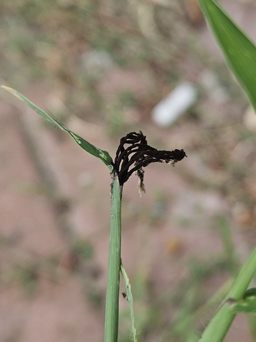 Ustilago syntherismae, 2026-08-18