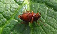 Gonodera luperus