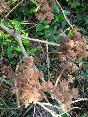 Heliocarpus donnellsmithii