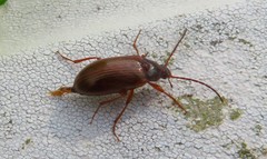 Gonodera luperus