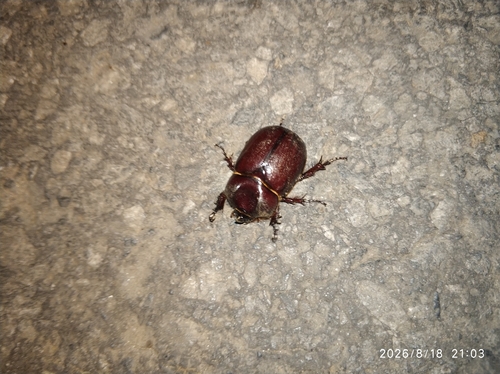 Phyllognathus excavatus