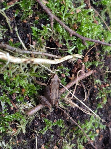 European Common Frog