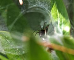 Agelena labyrinthica