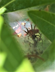 Agelena labyrinthica