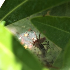 Agelena labyrinthica