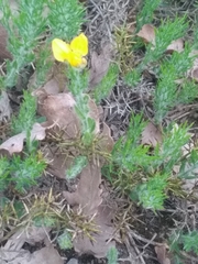 Genista hispanica