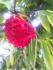 Brownea grandiceps