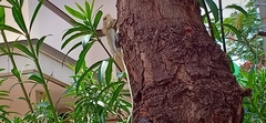 Calotes versicolor