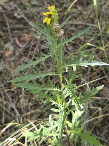 Senecio eremophilus, photograph 5