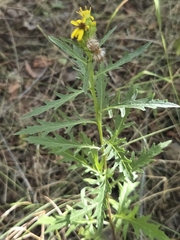 Senecio eremophilus, photograph author not stated, no rights reserved