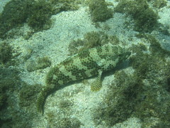 Epinephelus merra
