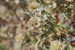 Lomelosia stellata