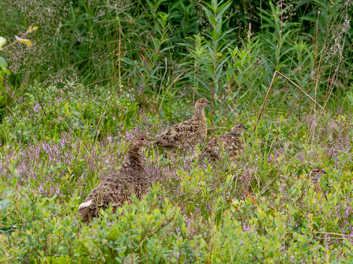 Willow Ptarmigan