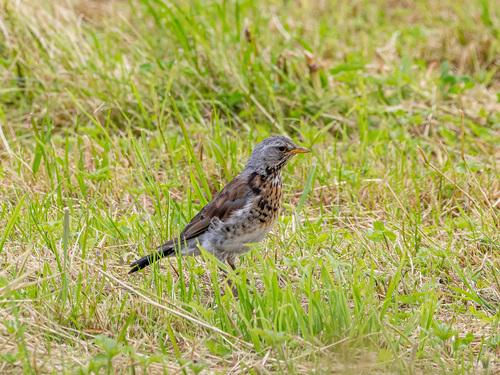 Fieldfare