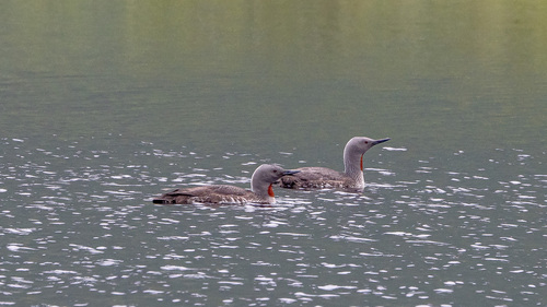 Red-throated Loon