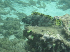 Epinephelus macrospilos