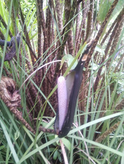 Cyrtosperma johnstonii