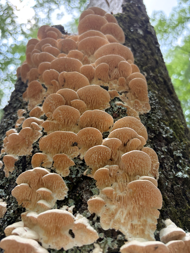 Irpiciporus mollis · August 2026 · photo: Photo: (c) delognut, some rights reserved (CC BY) · iNaturalist
