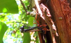 Rhyssella approximator