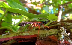 Rhyssella approximator