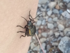 Arima marginata