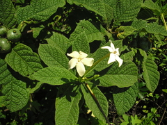Tocoyena bullata