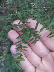 Acrotriche divaricata