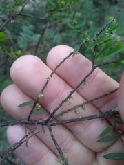 Acrotriche divaricata