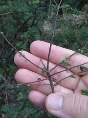 Acrotriche divaricata