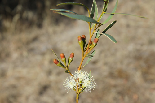 Eucalyptus alipes (L.A.S.Johnson & K.D.Hill) D.Nicolle & Brooker