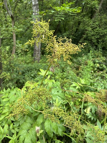 Наблюдение на iNaturalist