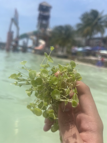 Acetabularia crenulata observed 2026-08-18