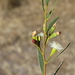 Eucalyptus suggrandis promiscua - Photo (c) Dean Nicolle, some rights reserved (CC BY-NC), uploaded by Dean Nicolle