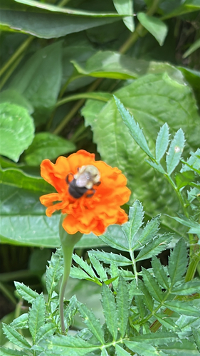 Common Eastern Bumble Bee