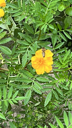 Western Honey Bee