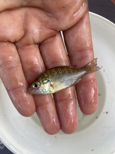 Pumpkinseed