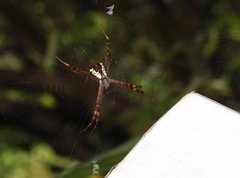 Argiope perforata