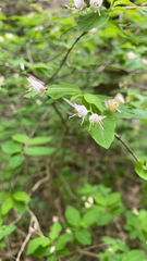 Lonicera nigra