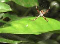 Argiope perforata