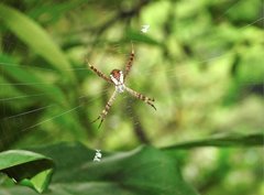 Argiope perforata