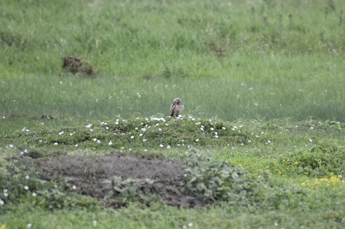 Burrowing Owl