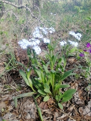 Myosotis imitata