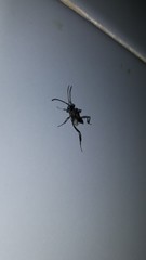 Evania appendigaster