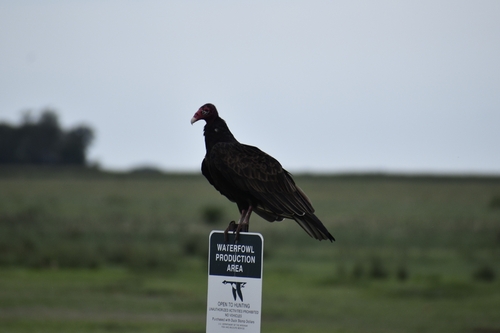 Turkey Vulture